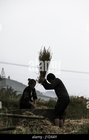 Landwirte in den Reisfeldern bash den Reis zum Extrahieren der Körner in Sa Pa (Sapa), Nord-Vietnam, Südostasien Stockfoto