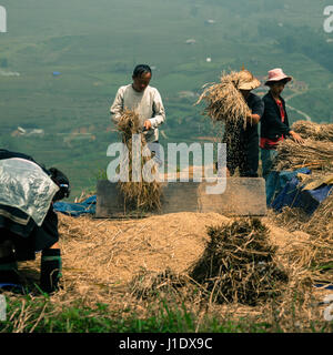 Eine Gruppe von Bauern schlagen die Reisernte zu extrahieren Sie die Körner in Sapa (Sa Pa), Nord-Vietnam, Südostasien Stockfoto