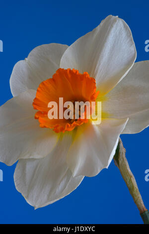 Einzelne Weiße Narzisse mit orange Trompete. Stockfoto