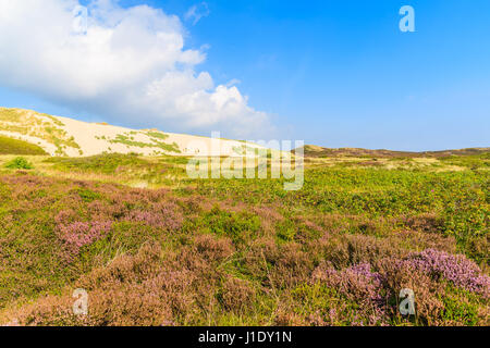 Heidekraut Blumen auf Wiese mit Sanddüne im Hintergrund die Insel Sylt, Deutschland Stockfoto