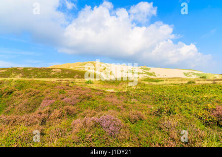 Heidekraut Blumen auf Wiese mit Sanddüne im Hintergrund die Insel Sylt, Deutschland Stockfoto