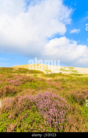 Heidekraut Blumen auf Wiese mit Sanddüne im Hintergrund die Insel Sylt, Deutschland Stockfoto