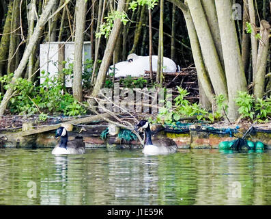 Guildford Road, Godalming. 20. April 2017. Über den Home Counties gebracht Hochdruck antizyklonalen Bedingungen heute teils sonnig. Broadwater See in Godalming, Surrey Credit: James Jagger/Alamy Live News Stockfoto