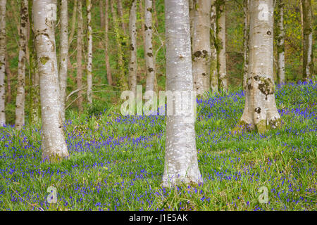 Hooke Park, Dorset, UK. 20. April 2017. Glockenblumen Start in Apper in zwischen den Bäumen. © DTNews/Alamy Leben Stockfoto