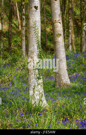 Hooke Park, Dorset, UK. 20. April 2017. Glockenblumen Start in Apper in zwischen den Bäumen. © DTNews/Alamy Leben Stockfoto