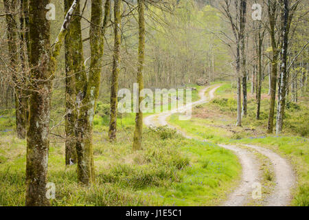 Hooke Park, Dorset, UK. 20. April 2017. Ein gewundener Pfad schlängelt sich durch die Bäume. © DTNews/Alamy Leben Stockfoto