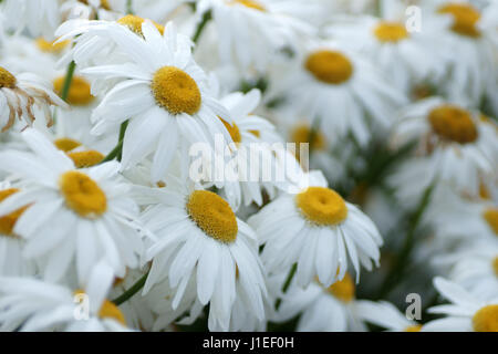 Shasta Daisy Stockfoto