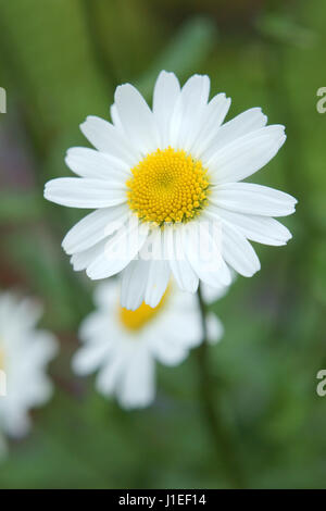 Shasta Daisy Stockfoto