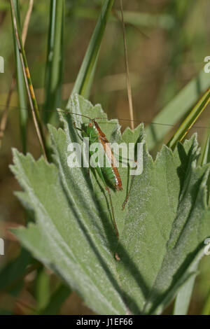 Conocephalus dorsalis Stockfoto