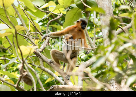 Angeschnittene Ärmel Languren (Trachypitheus Pileatus), am Ort genannt Mukh Pora Hanuman im Lawachara National Park. Moulvibazar, Bangladesch. Stockfoto