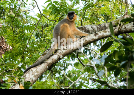 Angeschnittene Ärmel Languren (Trachypitheus Pileatus), am Ort genannt Mukh Pora Hanuman im Lawachara National Park. Moulvibazar, Bangladesch. Stockfoto