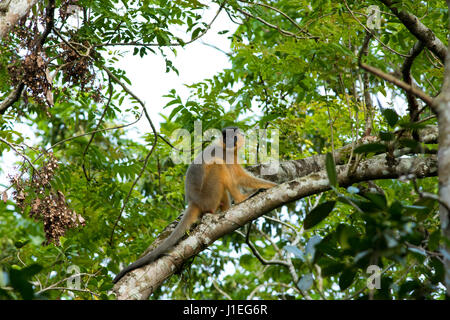 Angeschnittene Ärmel Languren (Trachypitheus Pileatus), am Ort genannt Mukh Pora Hanuman im Lawachara National Park. Moulvibazar, Bangladesch. Stockfoto