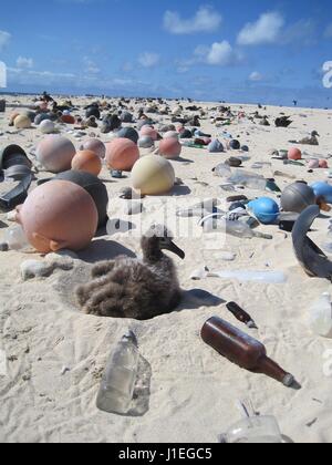 Eine Laysan Albatros Küken sitzt an einem Strand gefüllt mit Kunststoff und marine Schutt angeschwemmt auf Laysan Insel im Papahanaumokuakea Marine National Monument 16. April 2011 in der Hawaiian Islands National Wildlife Refuge. Die NOAA Marine Debris Program entfernt Tausende von Pfund von verweigern jedes Jahr von den Inseln. Stockfoto