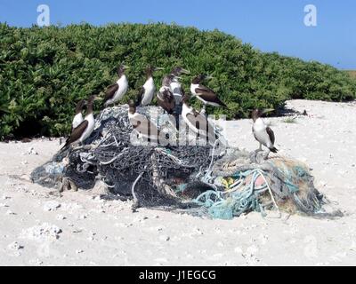 Vögel sitzen auf einem Haufen von ausrangierten Fischernetz auf Laysan Insel im Papahanaumokuakea Marine National Monument 9. September 2004 in der Hawaiian Islands National Wildlife Refuge. Die NOAA Marine Debris Program entfernt Tausende von Pfund von verweigern jedes Jahr von den Inseln. Stockfoto