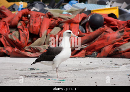 Ein Laysan Albatros am Strand umgeben von Tausenden von Tonnen des Meeresmülls angespült auf dem abgelegenen Midway-Atoll im Papahanaumokuakea Marine National Monument 22. März 2017 in Hawaiian Islands National Wildlife Refuge. Die NOAA Marine Debris Program entfernt Tausende von Pfund von verweigern jedes Jahr von den Inseln. Stockfoto