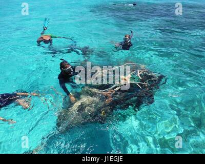 Hawaiian Staatsbedienstete sammeln ausrangierte Netze, Kunststoff und Meeresmüll aus der Lagune auf Kure-Atoll 16. Juni 2015 in Papahanaumokuakea Marine National Monument. Die NOAA Marine Debris Program entfernt Tausende von Pfund von verweigern jedes Jahr von den Inseln. Stockfoto