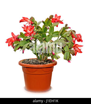 Rot Schlumbergera Truncata Blumen im Blumentopf, Weihnachten und Thanksgiving Kaktus, Craciunel. Stockfoto