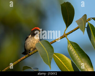 Scharlach-backed Flowerpecker (Dicaeum Cruentatum), Siem Reap, Kambodscha Stockfoto