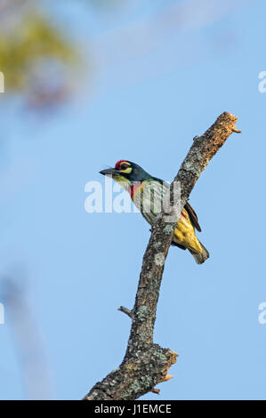 Kupferschmied Barbet (Megalaima Haemacephala) (Psilopogon Haemacephalus Indicus), Stockfoto