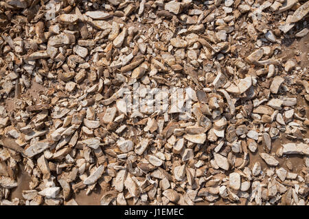 Die geschnittenen Maniok (Manihot Esculenta), auch bekannt als Yucca oder Yucca Maniok, je nach Trocknung. Nach dem Trocknen werden sie gemahlen, um Mehl für Tapioka verwendet Stockfoto