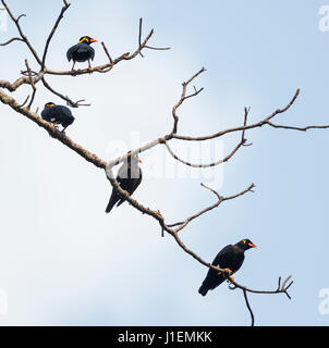 Gemeinsamen Hill Myna (Gracula Religiosa) Stockfoto