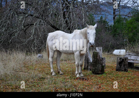 White Horse in Patagonien Landschaft. Stockfoto