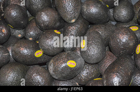 SANTIAGO DE CHILE, CHILE - 20. Dezember 2016: Schwarze chilenischen Avocado Hass in Kisten in einem Supermarkt Stockfoto