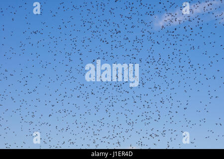 Viele große Wolke von Mücken gegen blauen Himmel Stockfoto
