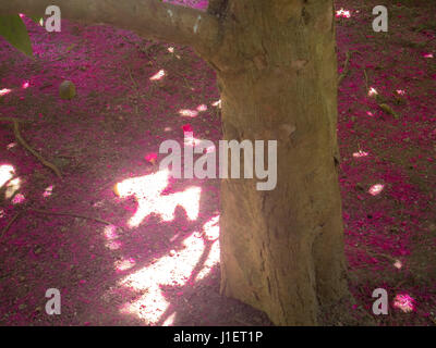 Natur-Hintergrund des abstrakten Tropical rosa Blätter auf dem Boden im Botanischen Garten in Rio De Janeiro, Brasilien Stockfoto