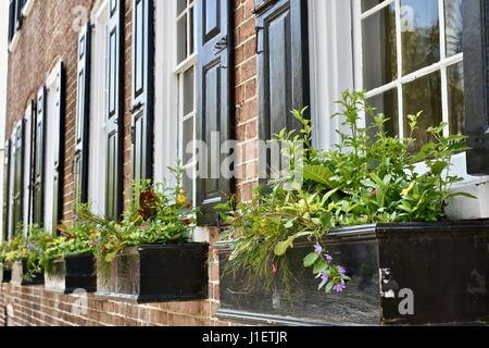 Topf einpflanzen mit schönen Blüten hängen vom Fenster des Kolonialhaus Stockfoto