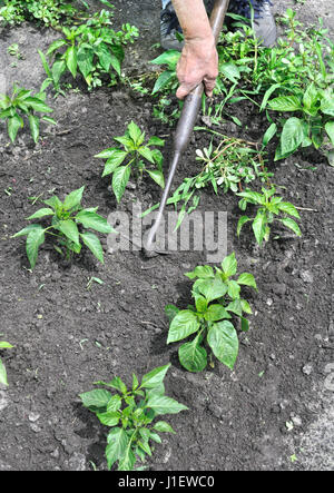 Gärtner hochziehen Unkraut mit der Hacke in der Pfeffer Plantage, vertikale Zusammensetzung Stockfoto