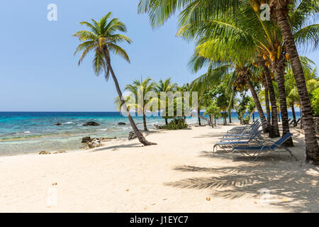 Kokosnuss-Palmen und Liegestühlen säumen den schönen Sandstrand am Lighthouse Point in der Nähe der Meridian-Resorts in Roatan, Honduras. Stockfoto