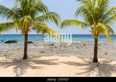 Ein paar von Kokosnuss-Palmen auf den schönen Sandstrand und Korallenriff am Lighthouse Point in der Nähe der Meridian-Resorts in Roatan, Honduras. Stockfoto