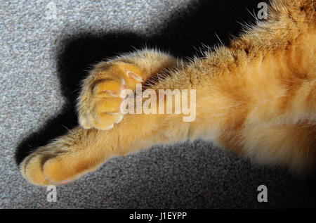 Von Ginger cat Pfoten gekreuzt, wie er in den Sonnenliegen auf einer weichen grauen Teppich Stockfoto