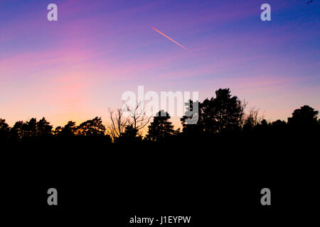 Jet Kondensstreifen über einen schönen Sonnenuntergang Himmel über der Silhouette eines englischen Wald Stockfoto