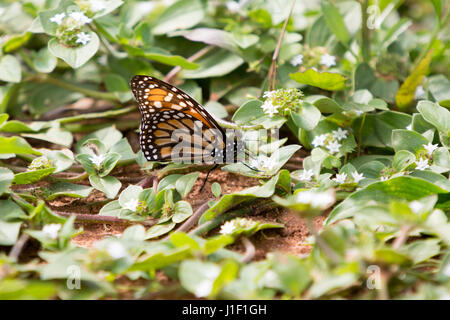 Südlichen Monarch (Danaus Erippus) Schmetterlinge ernähren sich von einer tropischen mexikanischer Klee (Richardia Brasiliensis) Blume Stockfoto