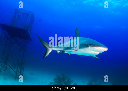 Haie schwimmen um eine Unterwasser künstliche Struktur Stockfoto