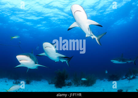 Einige Riffhaie patrouillieren ein tropisches Korallenriff Stockfoto