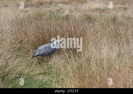 Junger Reiher stalking fangen und Essen ein Nagetier (1 von 9 Bilderset) Stockfoto