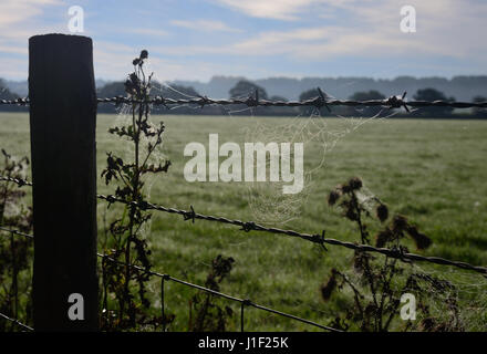 Spinnweben auf einen Stacheldrahtzaun bereift. Stockfoto