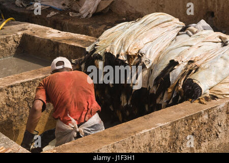 Mann arbeitet in einem traditionellen Gerberei in Marrakesch in Marokko. Stockfoto