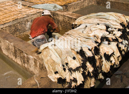 Mann arbeitet in einem traditionellen Gerberei in Marrakesch in Marokko. Stockfoto
