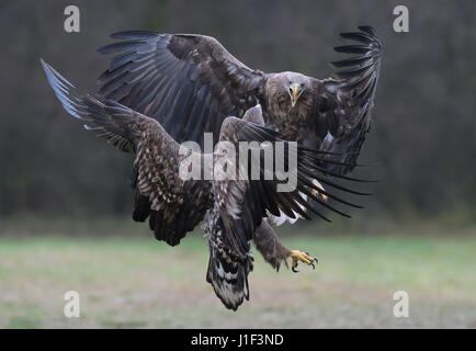 White-tailed Seeadler im Flug wegen einer kleinen Auseinandersetzung über Essen auf ein offenes Feld im Wald Mitte Polens Stockfoto