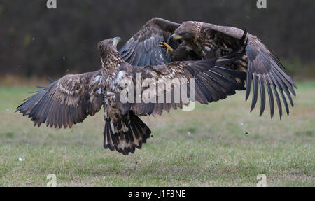 White-tailed Seeadler im Flug wegen einer kleinen Auseinandersetzung über Essen auf ein offenes Feld im Wald Mitte Polens Stockfoto