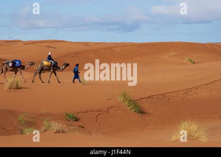 Touristen in den Sanddünen der Sahara am Erg Chebbi in Marokko auf eine Kamelen reiten. Stockfoto