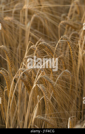 RIPE angebauten Gerste im Feld, Lothian, Schottland, Vereinigtes Königreich, Vereinigtes Königreich, Stockfoto