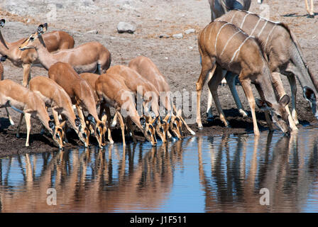 Impalas und Kudus weibliche trinken am Chudob Wasserloch, Etosha Nationalpark, Namibia Stockfoto