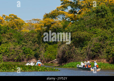 Touristen auf der Suche nach Jaguare auf Boot Safaris auf eine Corixo in der Nähe von Três Irmãos Fluss, Pantanal von Mato Grosso, Brasilien Stockfoto