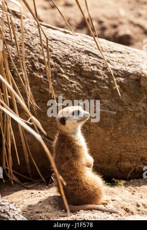 Schlank-tailed Erdmännchen, Santa Barbara Zoo, Santa Barbara, Kalifornien Stockfoto