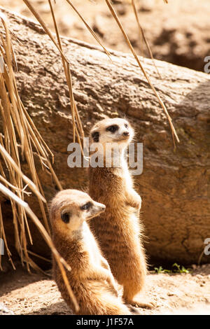 Schlank-tailed Erdmännchen, Santa Barbara Zoo, Santa Barbara, Kalifornien Stockfoto